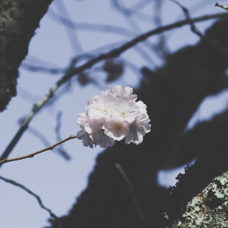 Cornwall Park - blossom